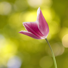 image of flower on a green background
