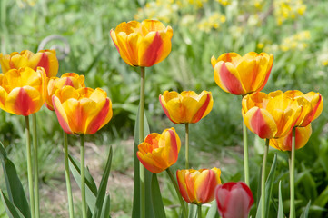 Obraz premium red flower tulip
