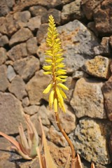 The yellow blossom of an Aloe Vera Cactus before the background of Lava Stones.  Lanzarote, Canary Islands, Spain.
