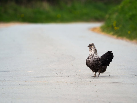 Chicken crossing the road in the countryside.