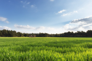 Field crops with beatiful light