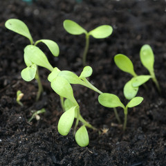 Kornblume; Centaurea; cyanus; Keimling,