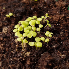 Parakresse; Spilanthes oleracea; Keimling, Sproessling