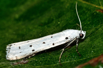 Thistle ermine (Myelois circumvoluta) micro moth in profile. Small Pyralid moth, an insect in the family Pyralidae, in the order Lepidoptera, at rest
