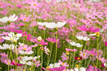 Cosmos flowers blooming in the garden