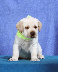 little labrador puppy on a blue background