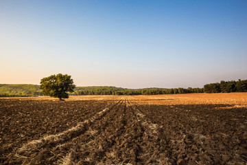 Cultivated land.