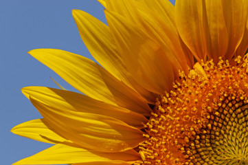 close up of sunflower over blue sky