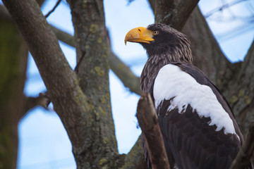 Bald eagle