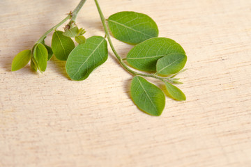 Moringa leaves on wooden board background