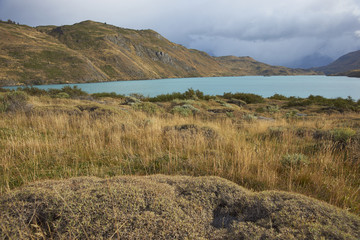 Low lying plants and grasses overlooking the blue waters of Rio Paine in Torres del Paine National Park, Patagonia, Chile.