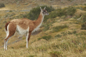 Guanaco (Lama guanicoe) standing amongst the vegetation of Torres del Paine National Park in Patagonia, Chile