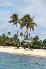Kokospalmen im Wind, auf den Bahamas
