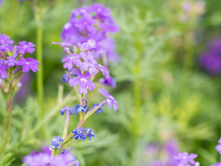 yellow cosmos flower with blur background