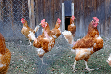 glückliche, freilaufende Hühner auf Allgäuer Bauernhof in Burg
