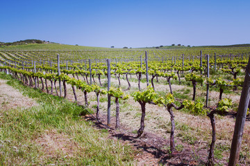 Fototapeta na wymiar view on spring vineyard with blue sky