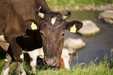 Brown dairy cow on a summer pasture.