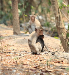  mom and baby monkey
