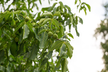 Closeup of walnut tree.