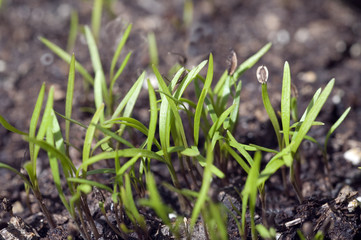 Dill; Anethum graveolens; Keimling