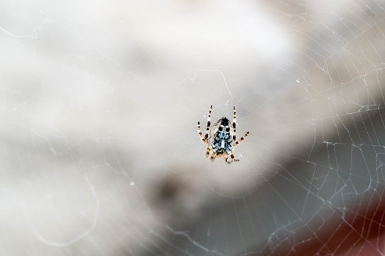 Macro shot of a spider in his web