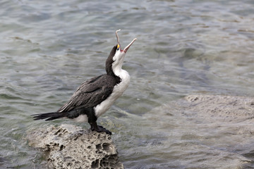 Pied Cormorant (Phalacrocorax varius)