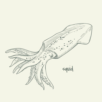 squid. vector hand drawn illustration