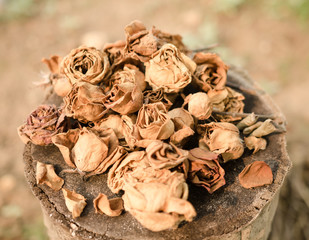 withered roses