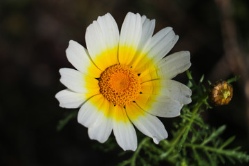 Fototapeta premium Close-up of camomile