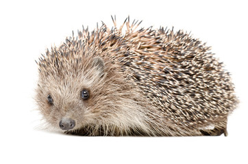 Portrait of a cute hedgehog