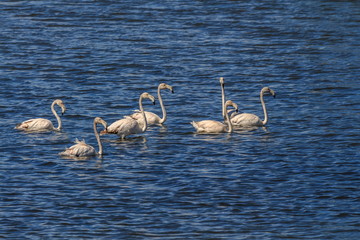 Flamingos na Reserva Natural do Tejo em Alcochete Portugal