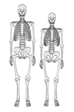 2d cartoon illustration of skeletons - male and female