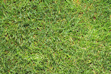 Natural background of green grass