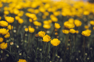 yellow flowers on green grass  Image filtered in faded, retro, Instagram style; nostalgic, vintage spring concept. Floral texture.