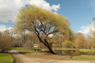 Obraz premium The first sprouts of leaves on the tree.