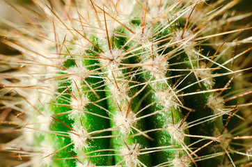 cactus macro