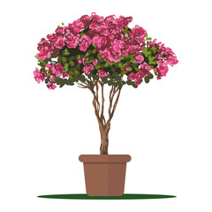 Vector illustration plant in pot, Blooming tree Azalea. 