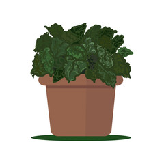 Vector illustration plant in pot.