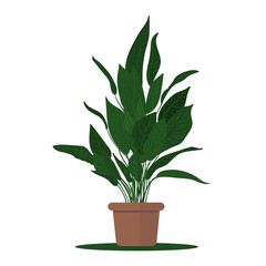 Fototapeta na wymiar Vector illustration plant in pot.