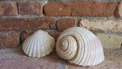 shell background