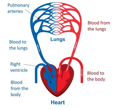 The heart and circulatory system 