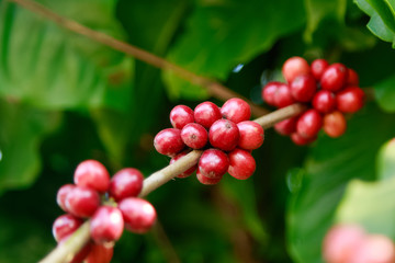 Ripe berries on coffee tree in farm. Food and drink coffee