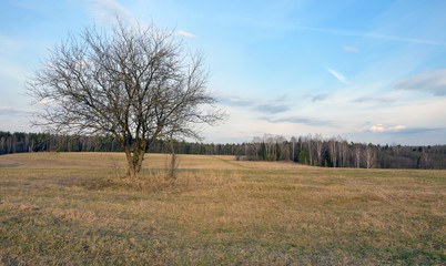 Countryside spring landscape