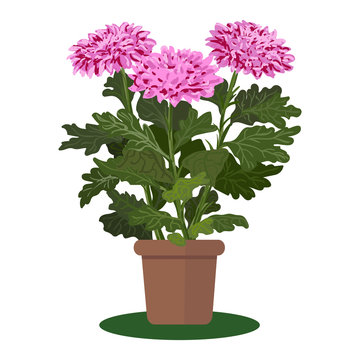 Vector illustration plant in pot. Blooming flower