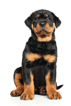 Roti puppies online