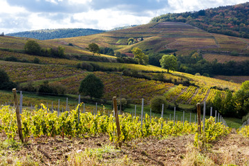 vineyards near Odenas, Beaujolais, Rhone-Alpes, France