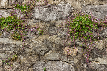 Плетущееся растение на каменной стене в старом городе Херцег Нови, Черногория