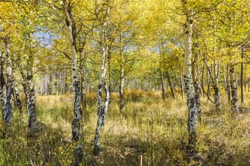 Golden Aspen Forest in the Rocky Mountains in Colorado