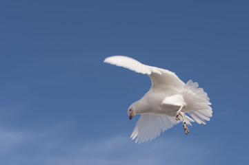 Snowy Sheathbill  in Antarctica