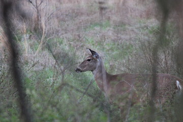 Obraz premium Missouri White Tail Deer